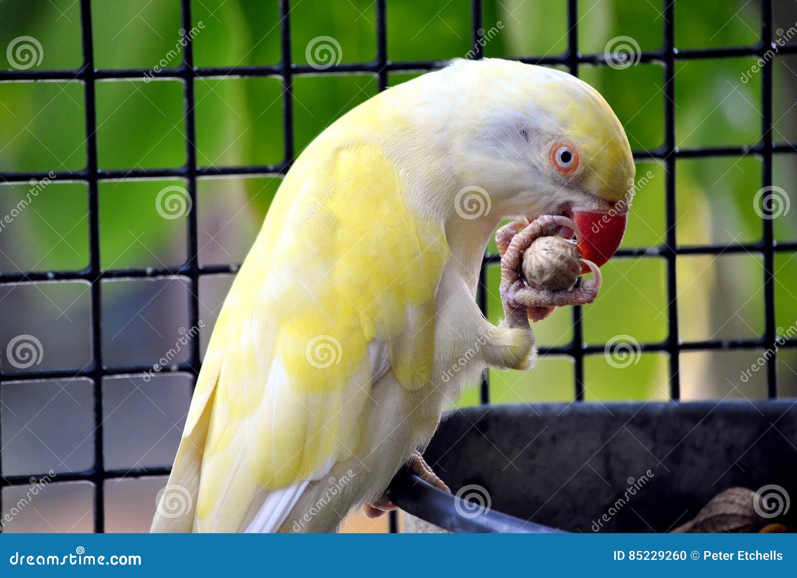 Indian Ringneck Parakeet Eating Stock Photo Image of ringneck