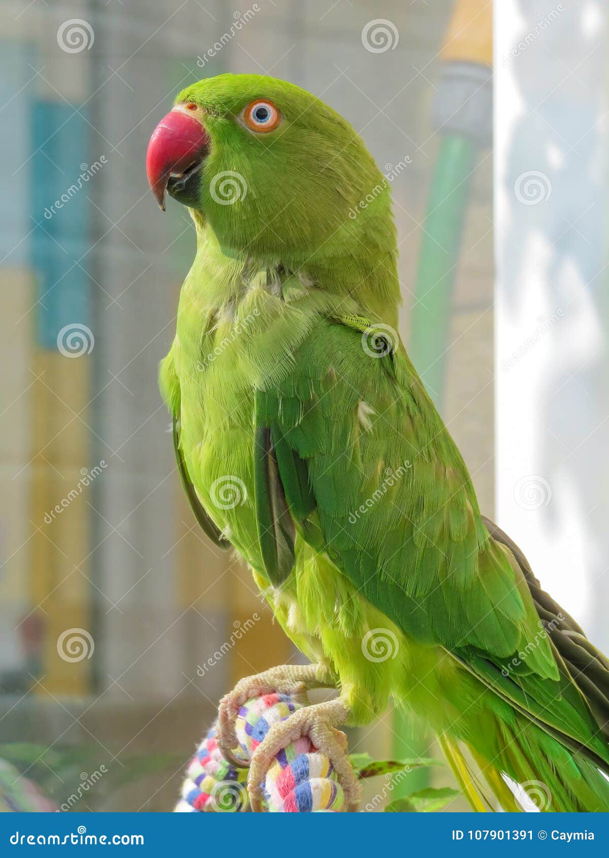 Indian Ringneck Parakeet. Green Parrot with Red Beak Stock Image ...