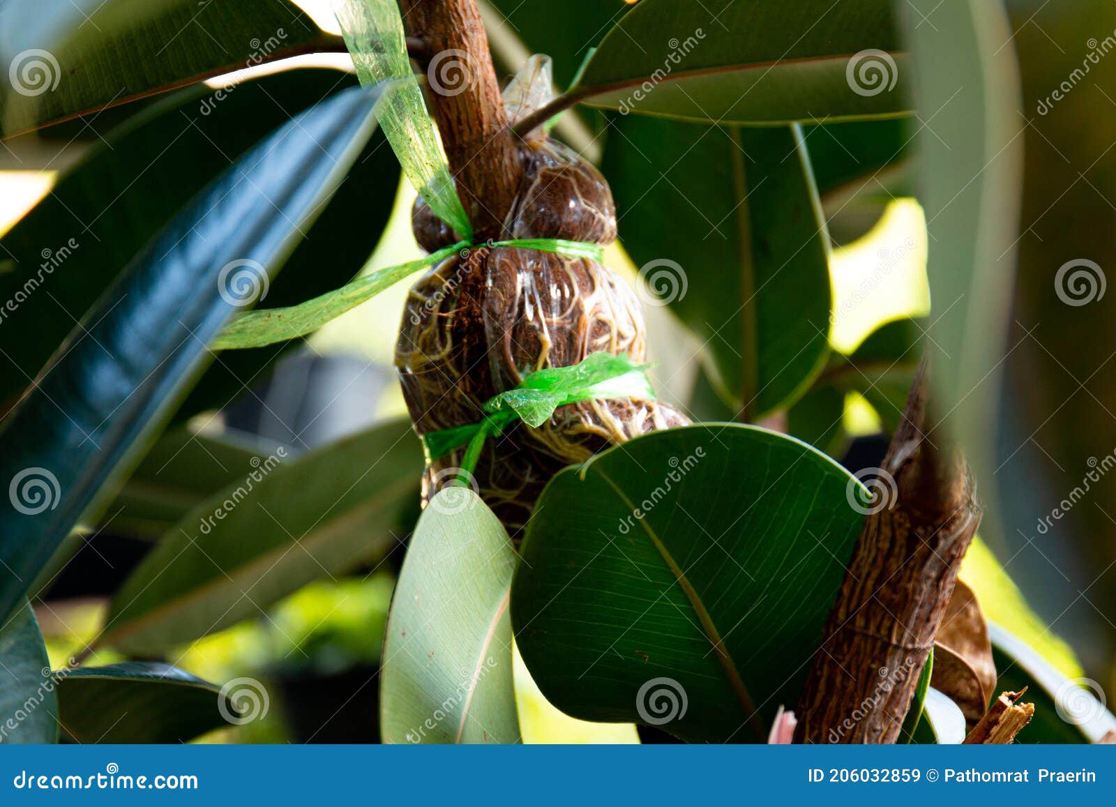 indian rubber tree roots derived from the propagation by graft. rubber plant propagation