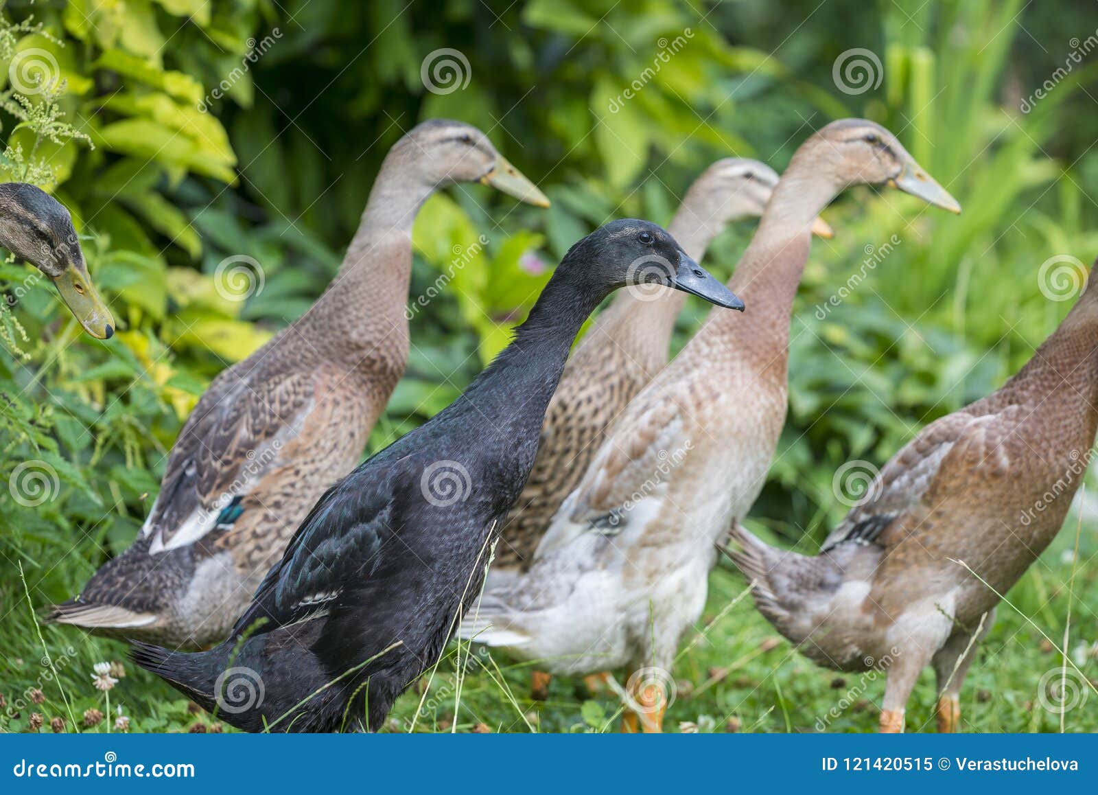 Indian Runner Ducks in the Garden Stock Image Image of anas, female