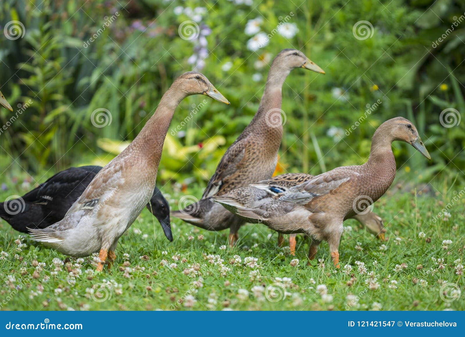 Indian Runner Ducks in the Garden Stock Image Image of anas, outdoors