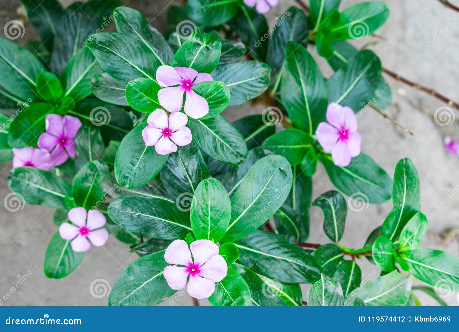 indian Flower Madagascar Periwinkle Plant Close View at Rural ...