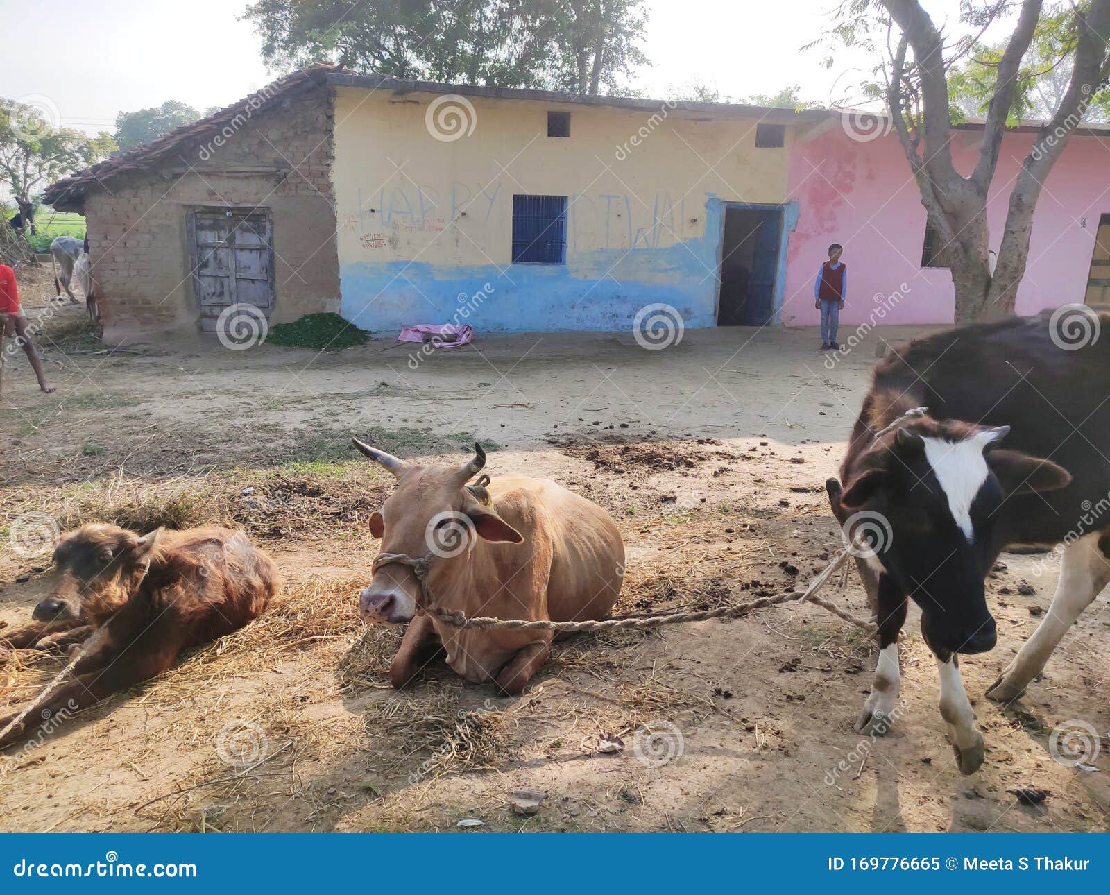 Indian Rural Life , Village Animals Cow Stock Image - Image of life, indian: 169776665 Indian Rural Life , Village Animals Cow Stock Image - Image of life, indian: 169776665