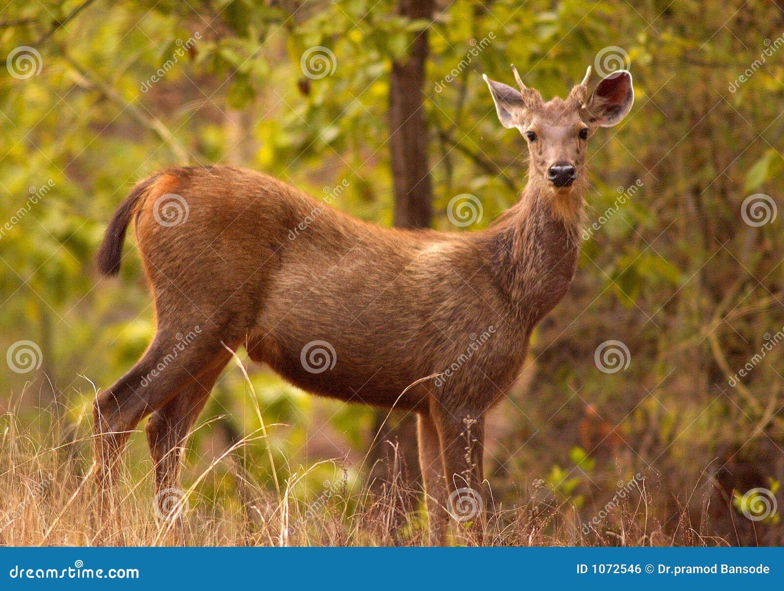 Indian sambar deer stock photo. Image of horns, india - 1072546