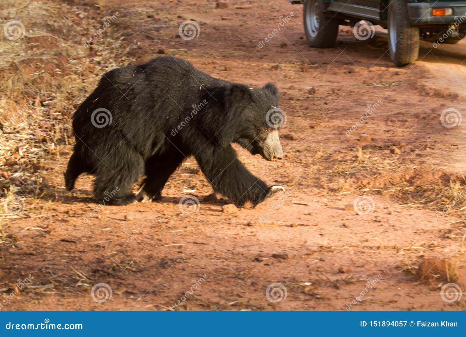 Sloth Bear Crossing the Road in an Indian Jungle Stock Image - Image of baby, creature: 151894057 Sloth Bear Crossing the Road in an Indian Jungle Stock Image - Image of baby, creature: 151894057