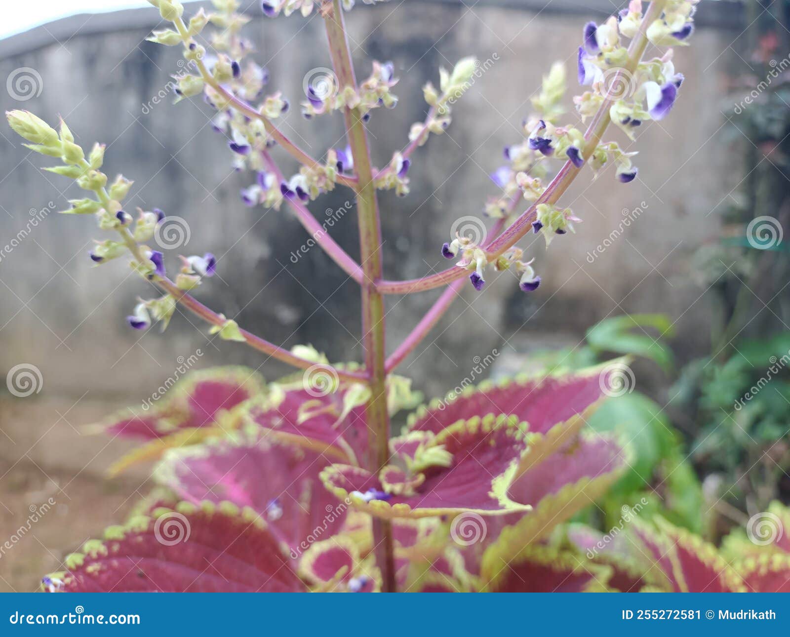 Indian Small Size Flower Closeup View Stock Image Image of petal
