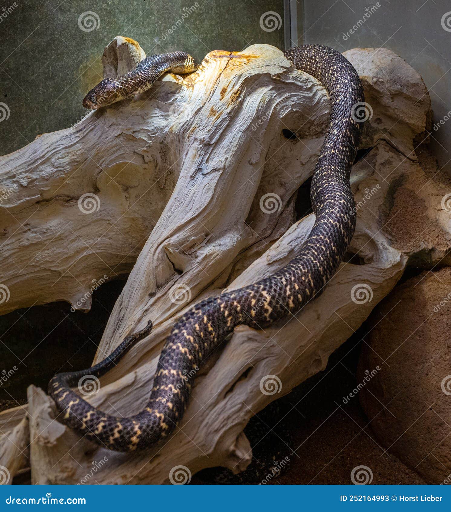 indian or spectacled cobra naja naja naja is a genus of venomous elapid snakes. wilhelma, stuttgart
