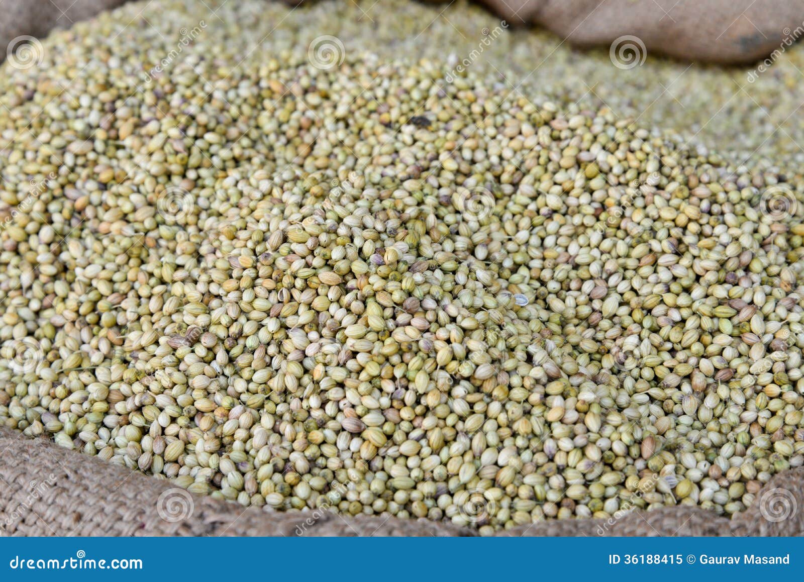 Indian SpiceCoriander stock image. Image of garlic, color 36188415