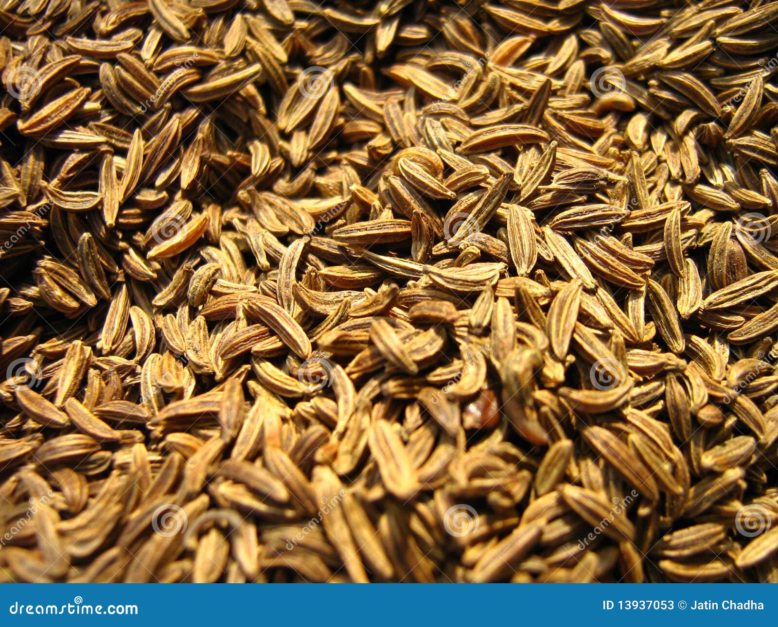 Indian Spice Cumin Seeds stock image. Image of asian 13937053