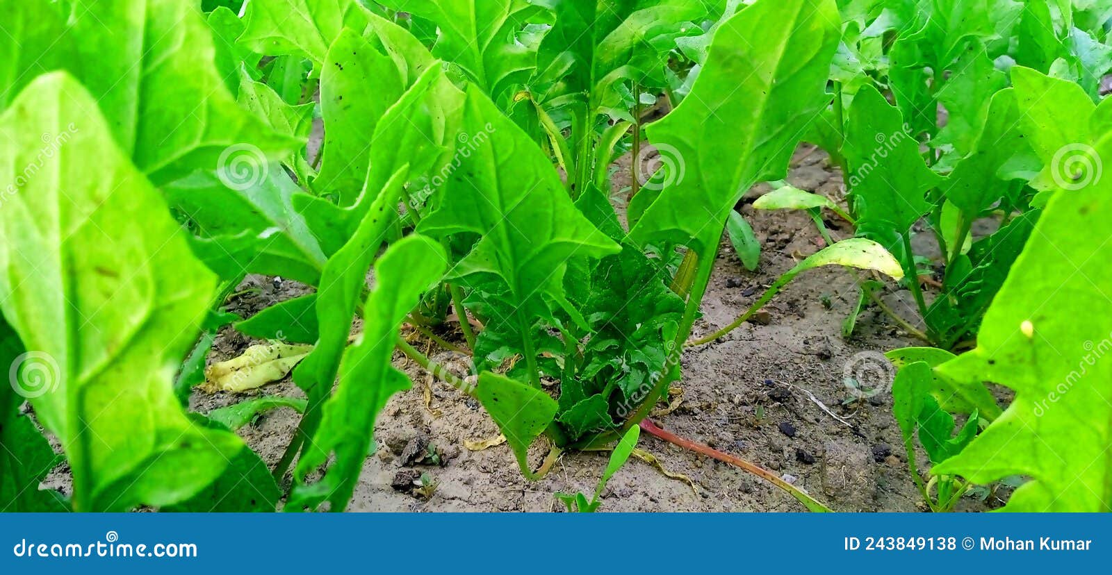 Indian Spinach Green Leaves Beautiful Stock Stock Photo - Image of