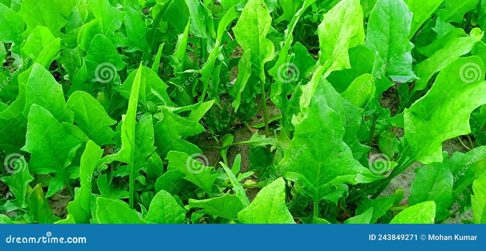 Indian Spinach Green Leaves for Best Health Clip Stock Image - Image of