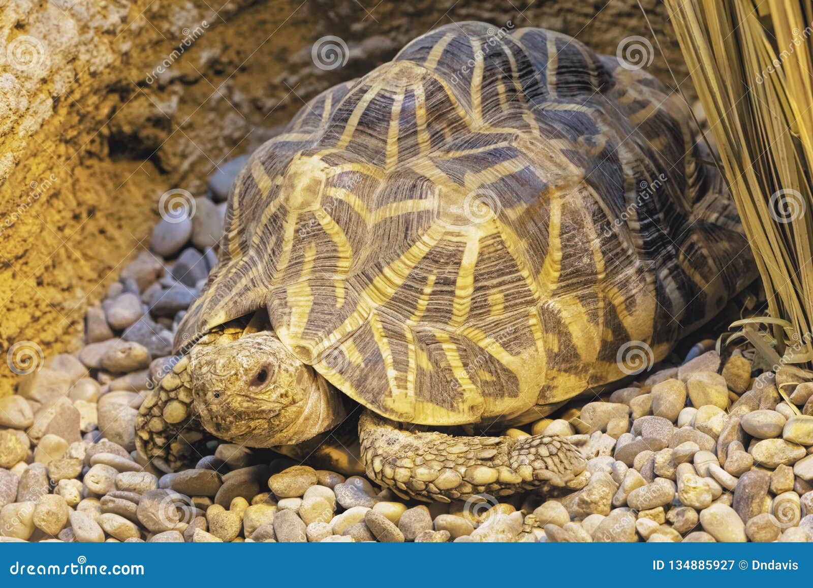 indian star tortoise a threatened tortoise native india, sri lanka