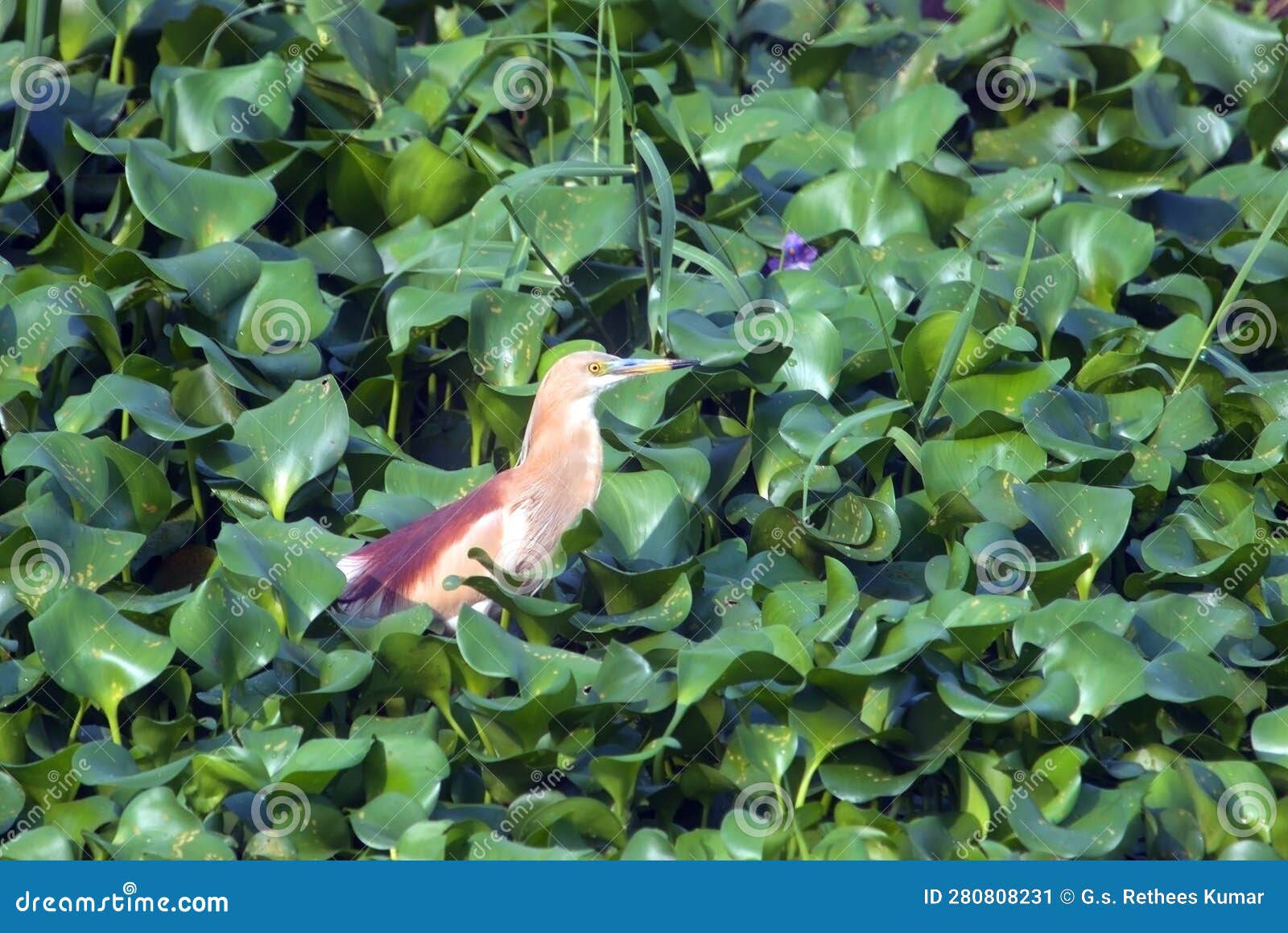 Indian Striated Heron in Lake Water Plants Stock Image Image of