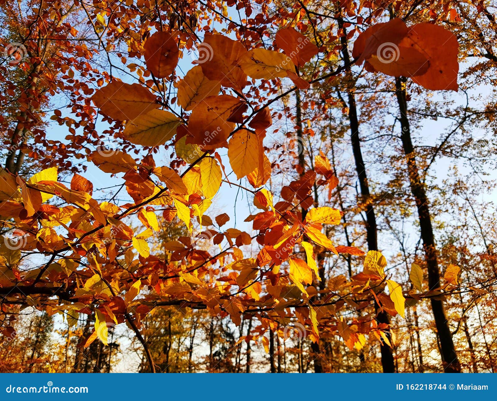 Indian Summer Time. Wonderful Colors of Autumn. Stock Photo - Image of