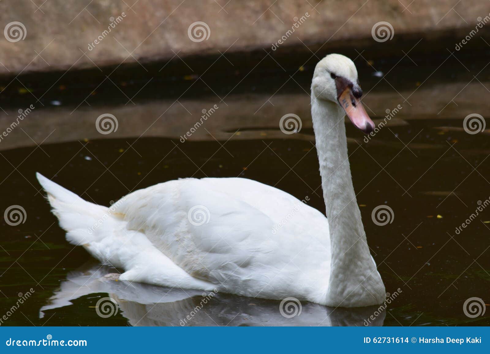hansa birds