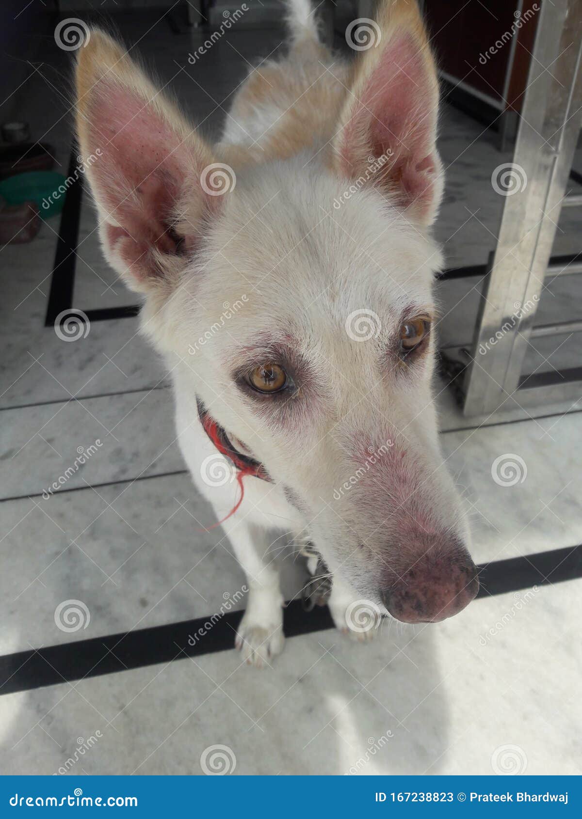 indian switchers dog. white .