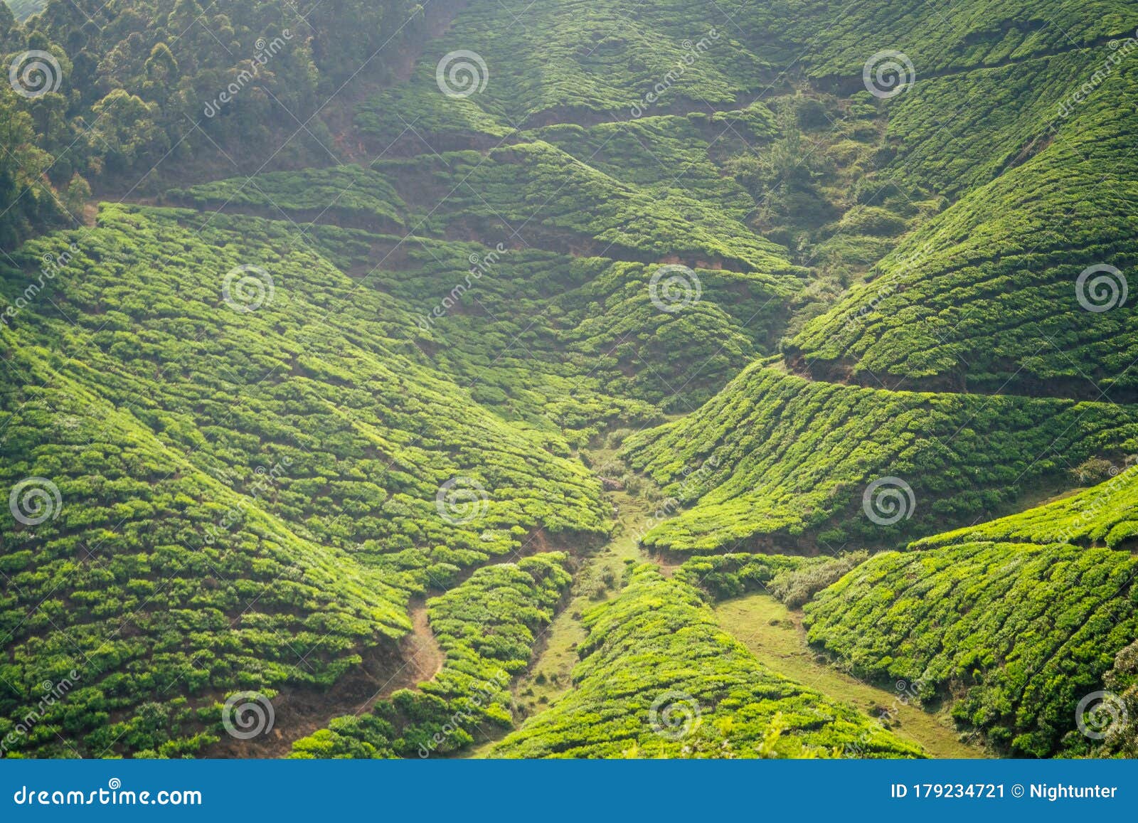 Indian Tea Plantations and Leafs in India Kerala Munnar Stock Image