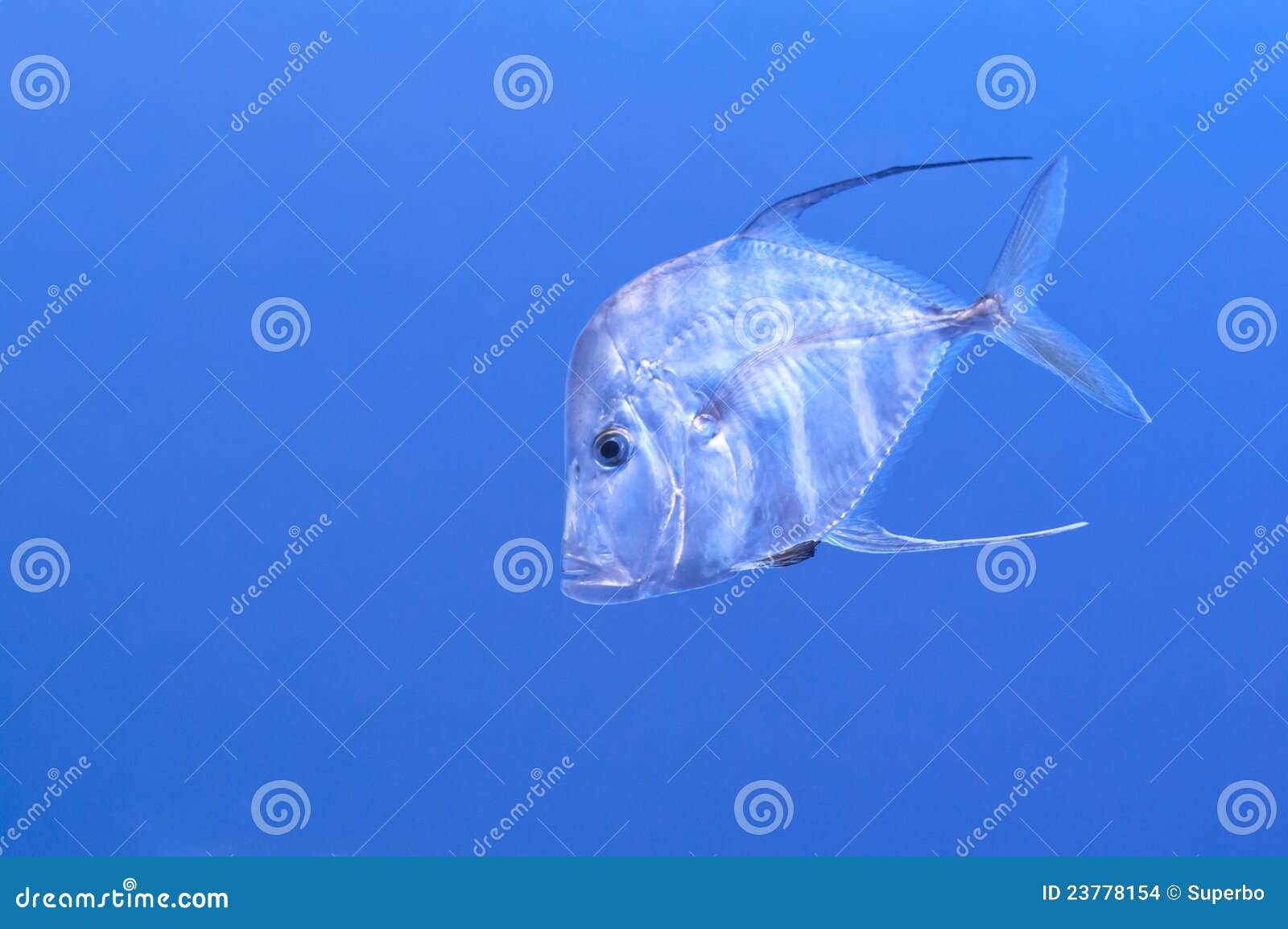 Indian Thread fish stock photo. Image of demoisellebackground 23778154