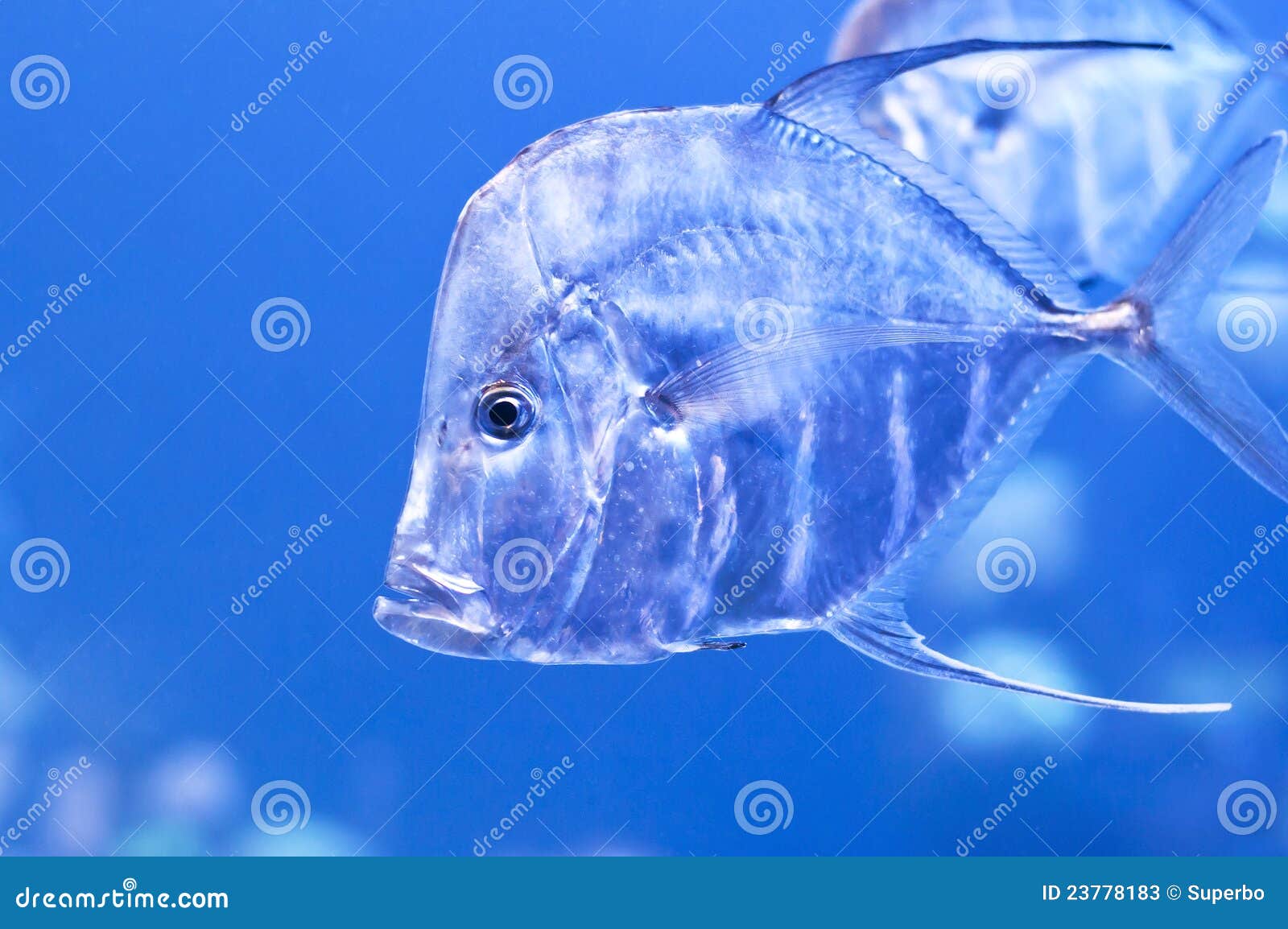 Indian Thread fish stock image. Image of background, animal - 23778183