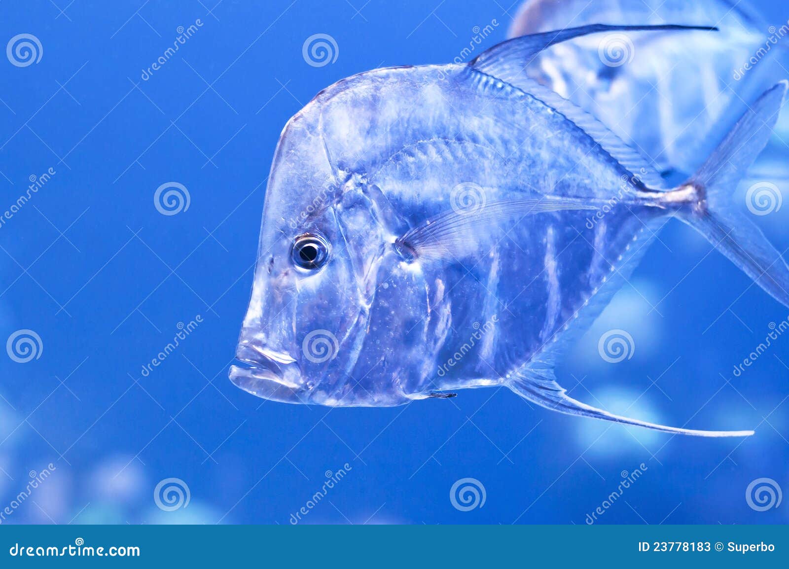 Indian Thread fish stock image. Image of background, animal 23778183