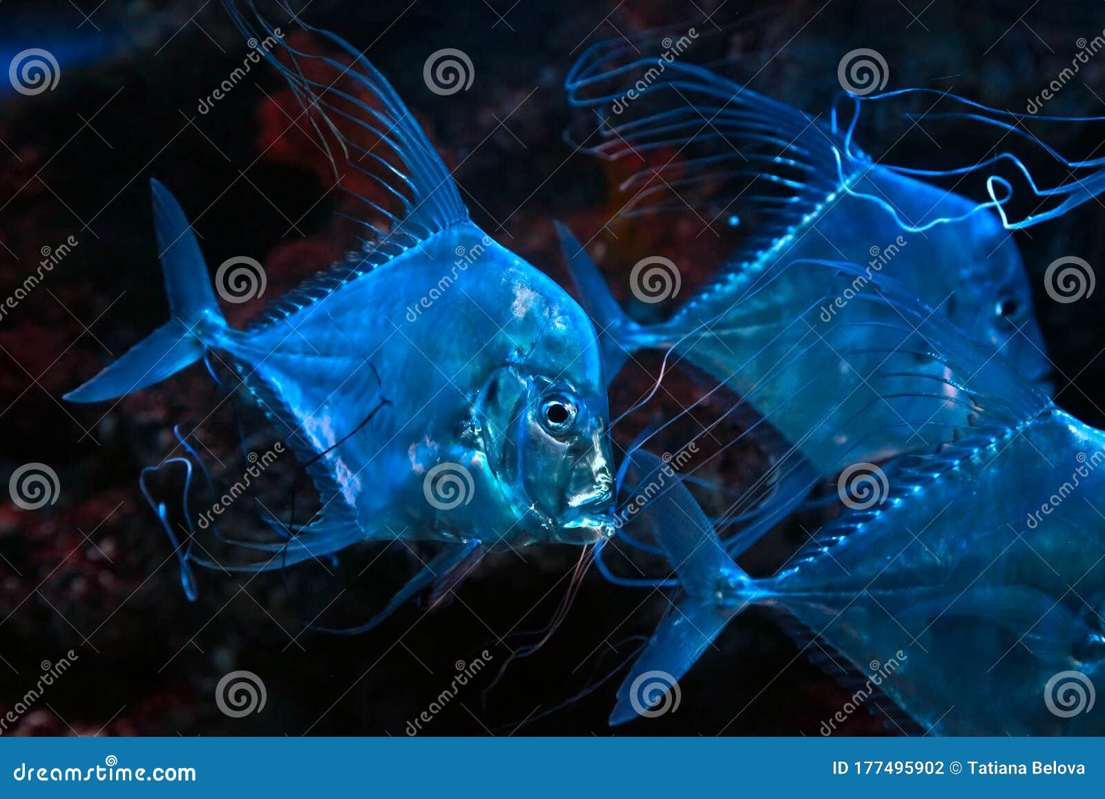 Indian Threadfish Alectis Indica Fish Stock Photo Image of alectis