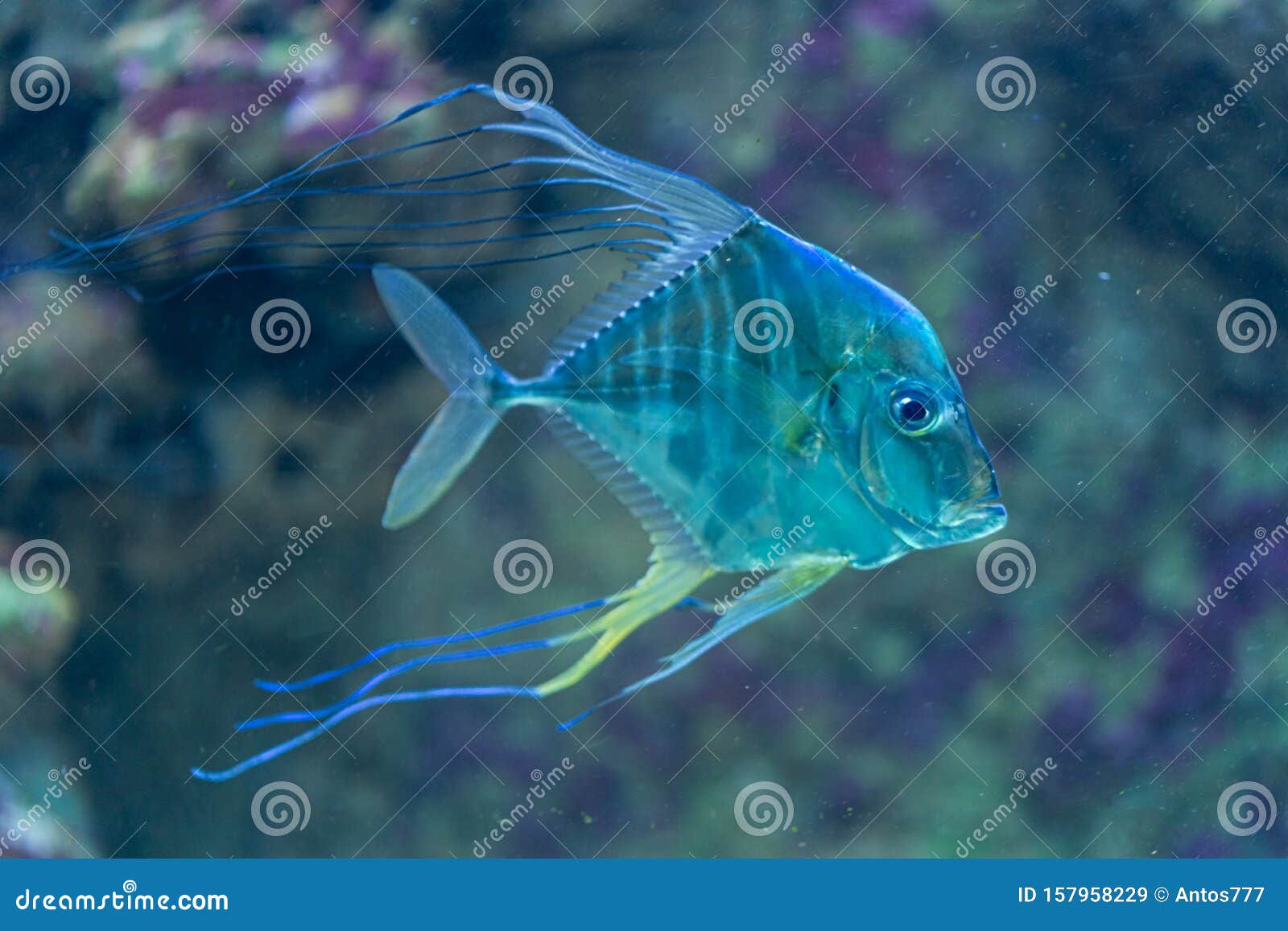 Indian Threadfish Photos and Images & Pictures
