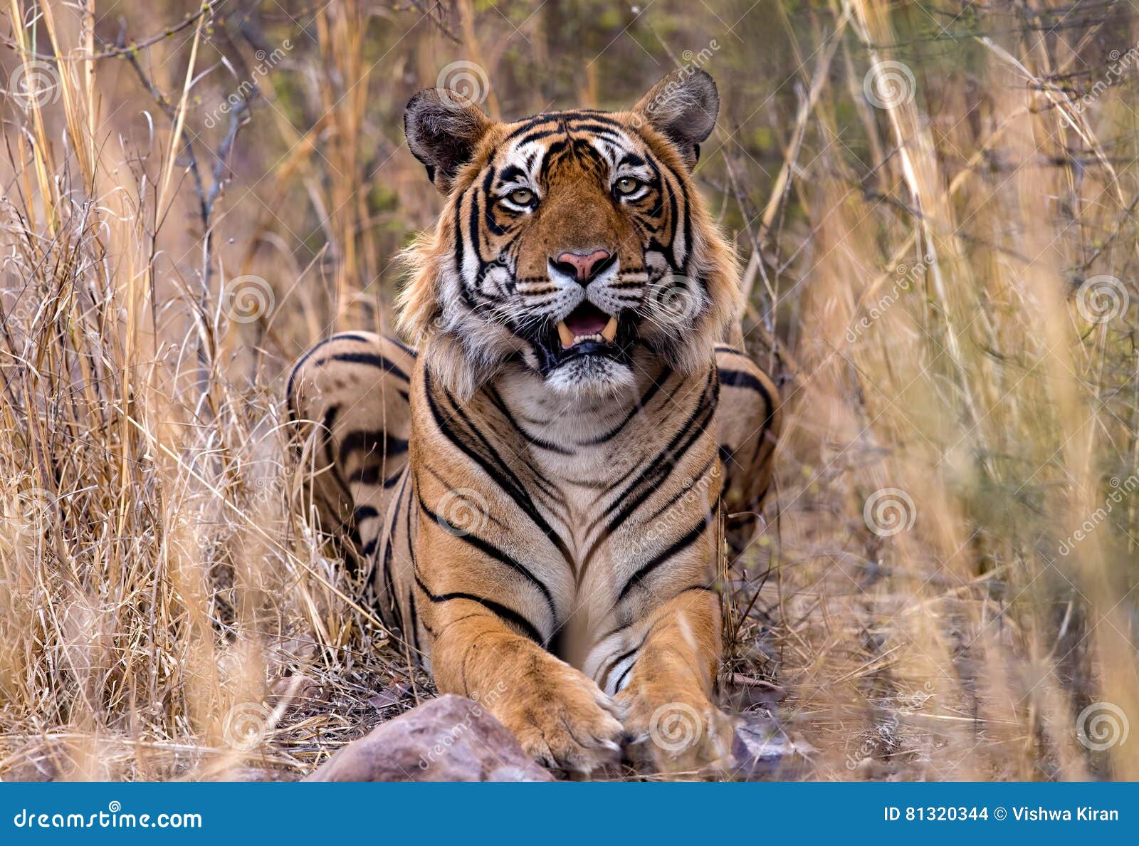 indian tiger in wild