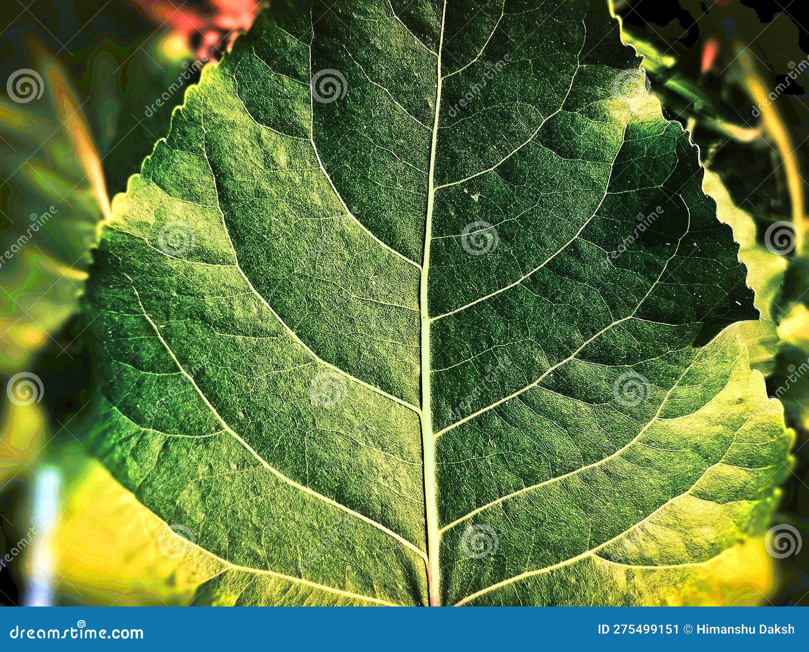 Indian Oak Tree Freshwater Mangrove Leaves RoyaltyFree Stock Photo
