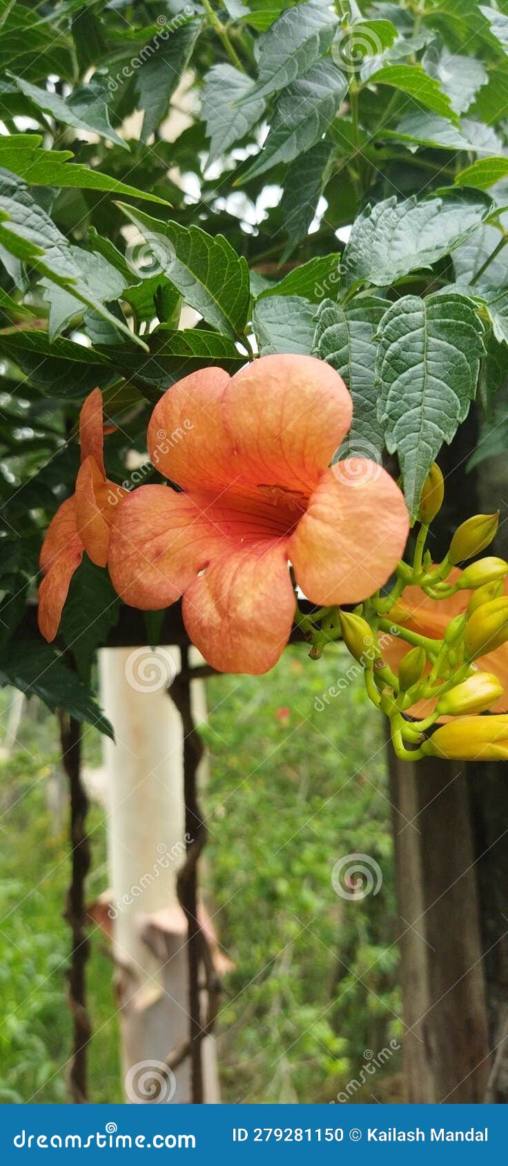 Indian trumpet vine flower stock photo. Image of indian 279281150