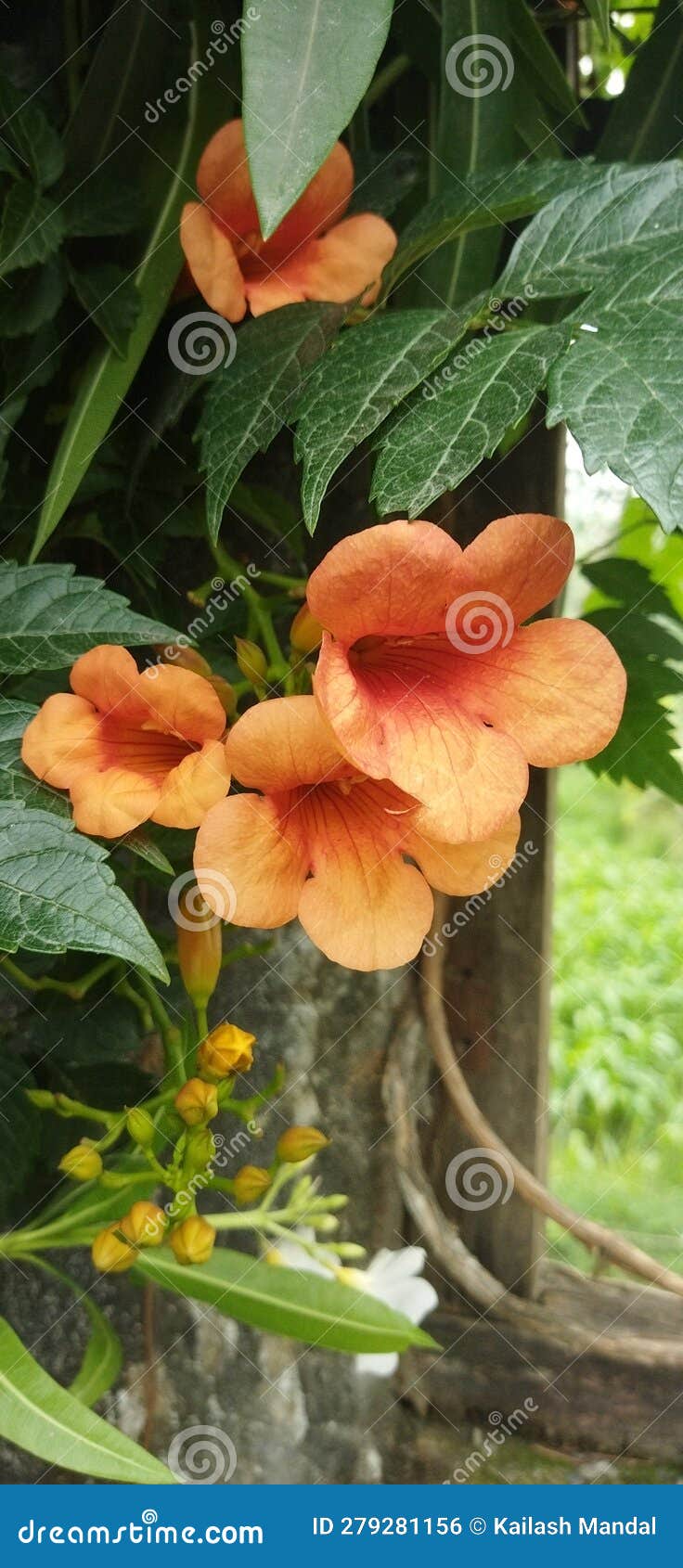 Indian trumpet vine flower stock photo. Image of indian 279281156