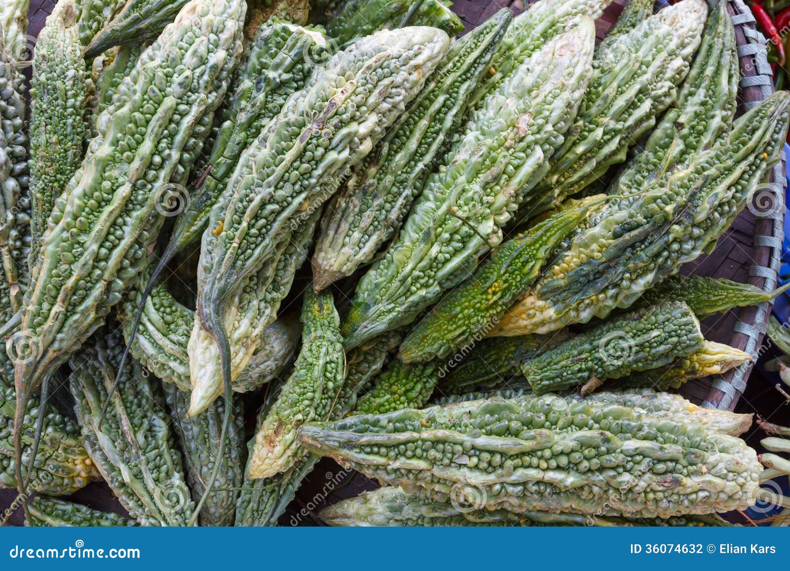 Indian Variety of the Bitter Gourd Stock Photo Image of india