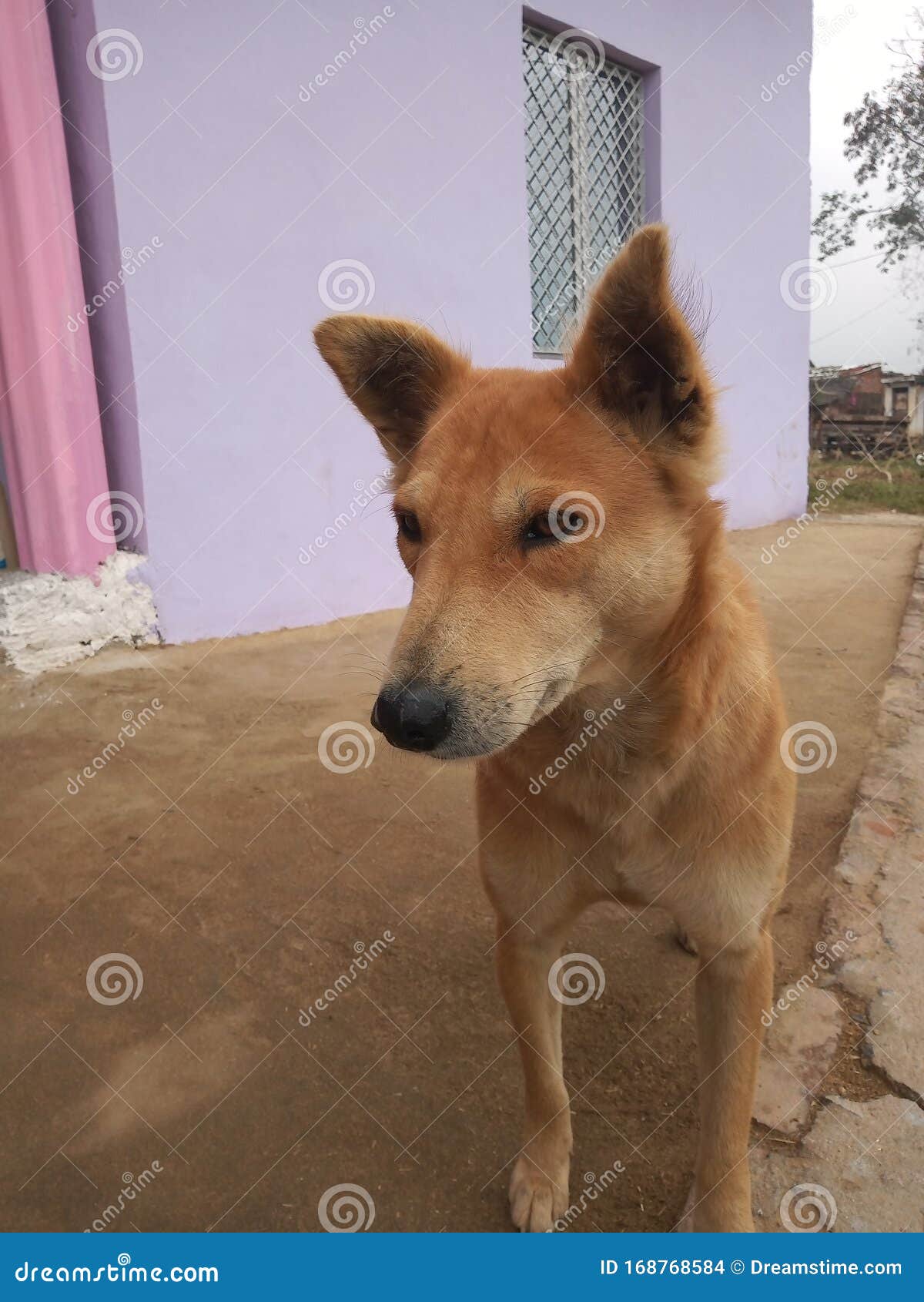 Indian Village Dog so Cute and Funny Stock Photo - Image of village, animal: 168768584 Indian Village Dog so Cute and Funny Stock Photo - Image of village, animal: 168768584