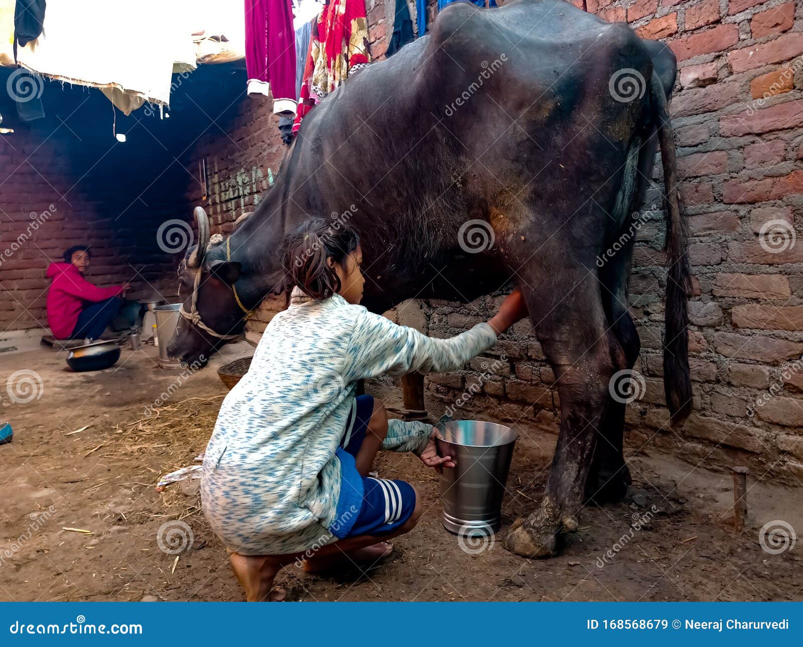 Girls Milking Each Other