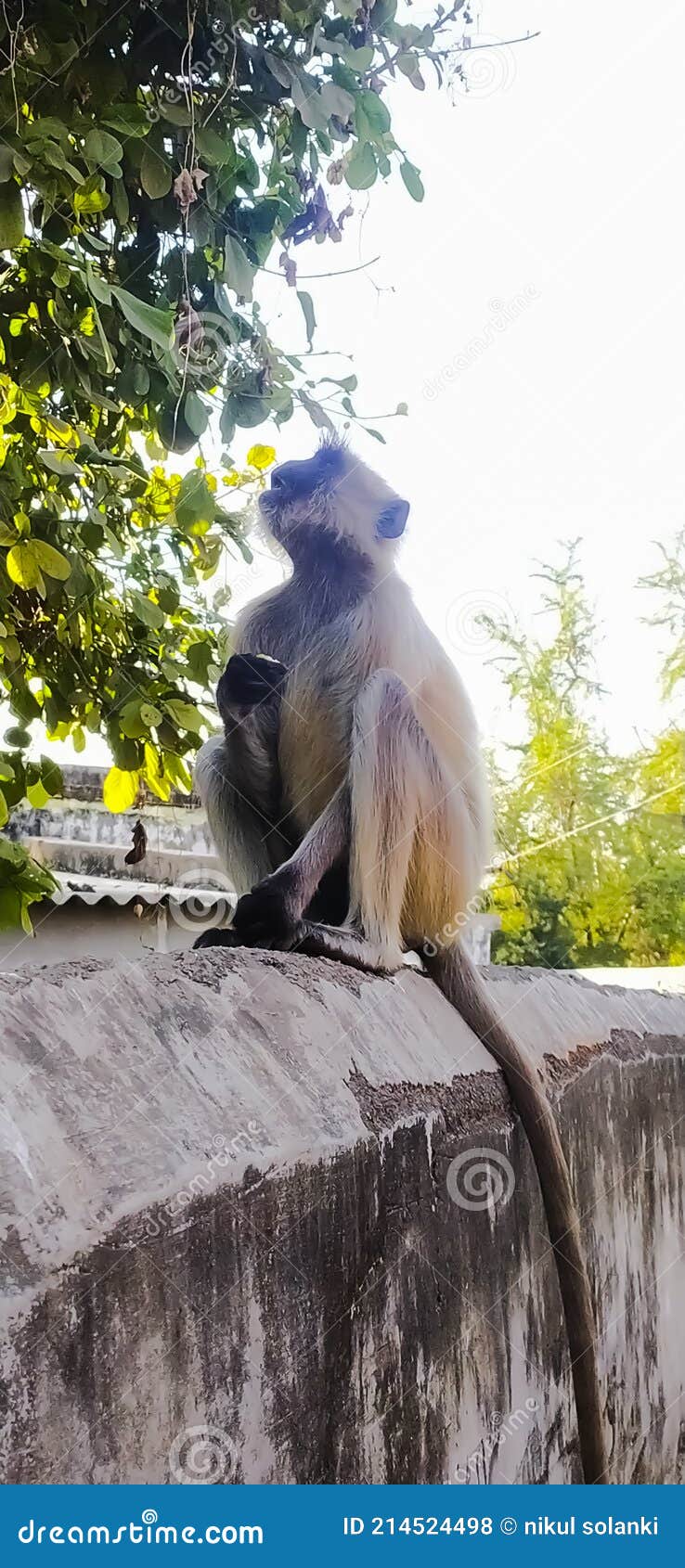 Indian Village Gray Color Hair Monkey Image Indian Village Monkey Image Black Face Monkey Stock Photo - Image of plant, primate: 214524498 Indian Village Gray Color Hair Monkey Image Indian Village Monkey Image Black Face Monkey Stock Photo - Image of plant, primate: 214524498