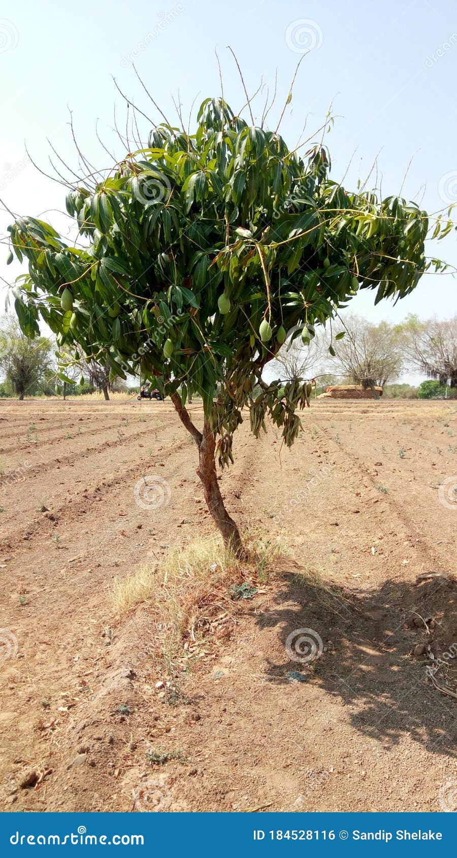 Indian Village Mango Tree Which is Costly Fruit in India Stock Photo