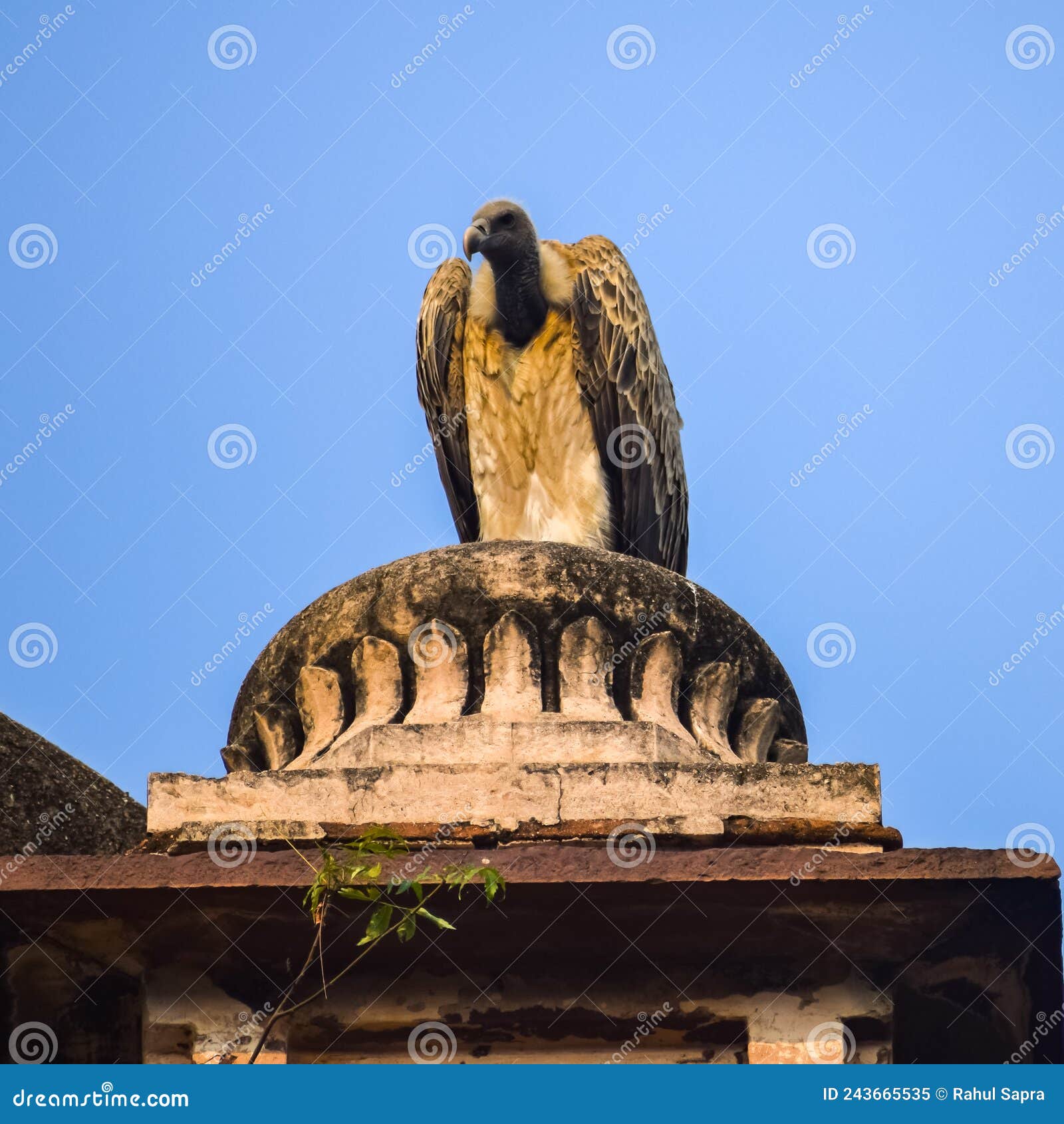 indian vulture or long billed vulture or gyps indicus close up or portrait at royal cenotaphs chhatris of orchha, madhya pradesh