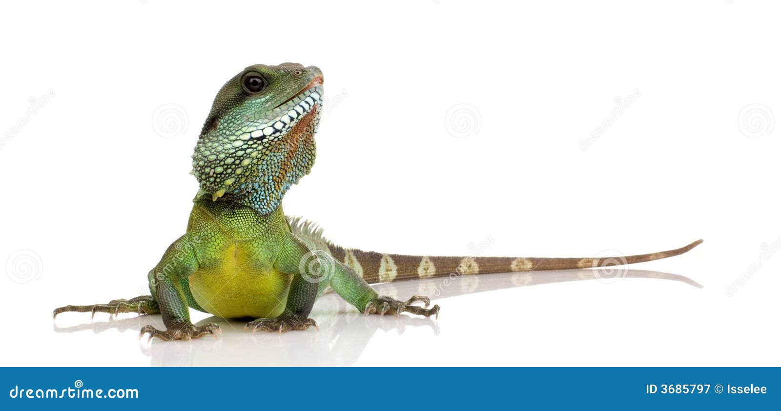 Indian Water Dragon Physignathus Cocincinus Stock Image Image of