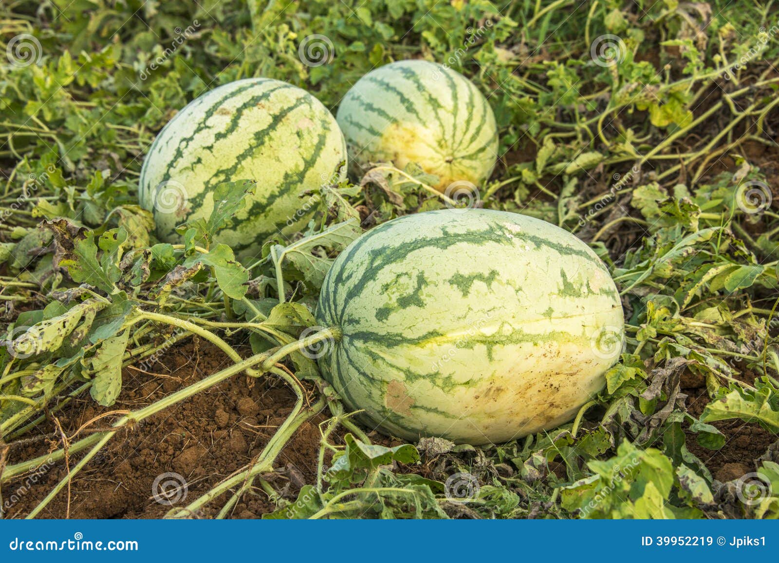 Indian Water Melons on Vine Stock Image Image of agriculture, vegetables 39952219