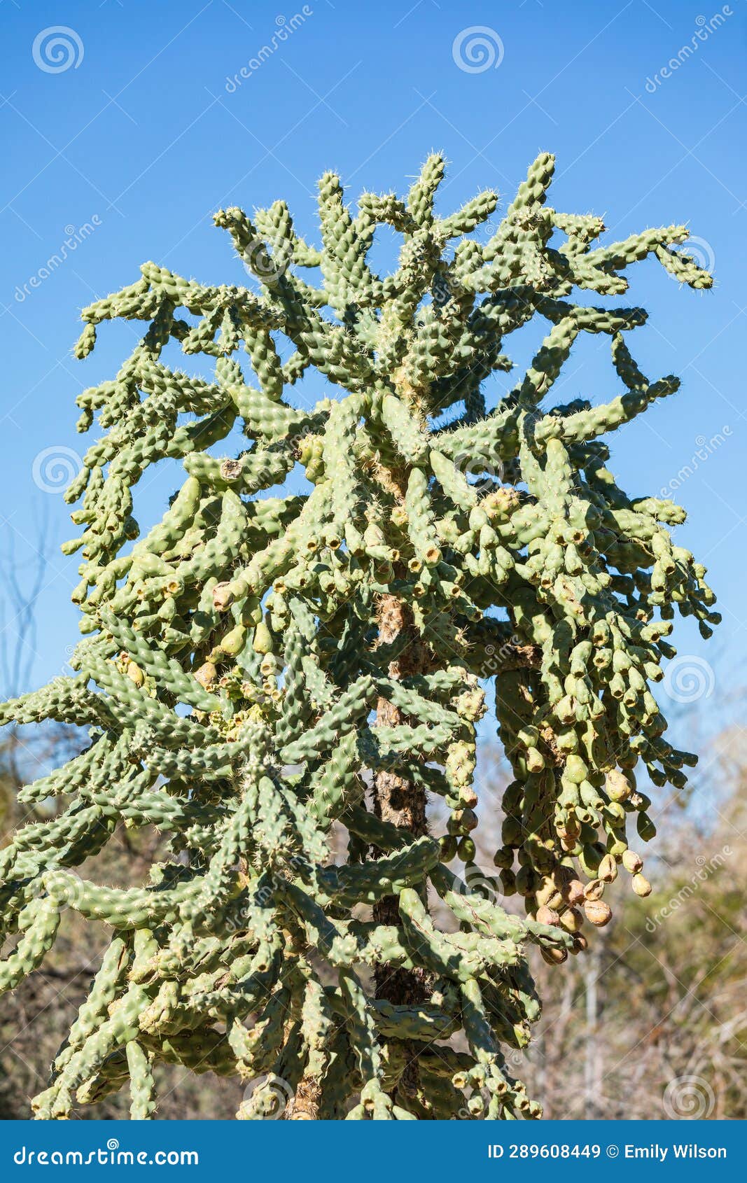 large and thick green cactus