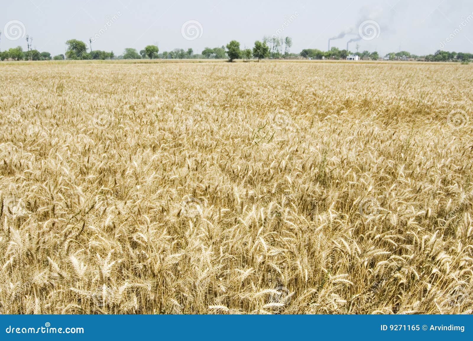 Indian Wheat Fields stock image. Image of grains, degrees 9271165
