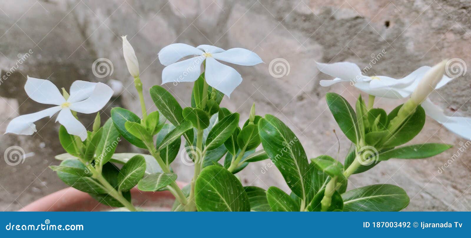 An Indian White Flower in Assam Stock Photo - Image of indian ...