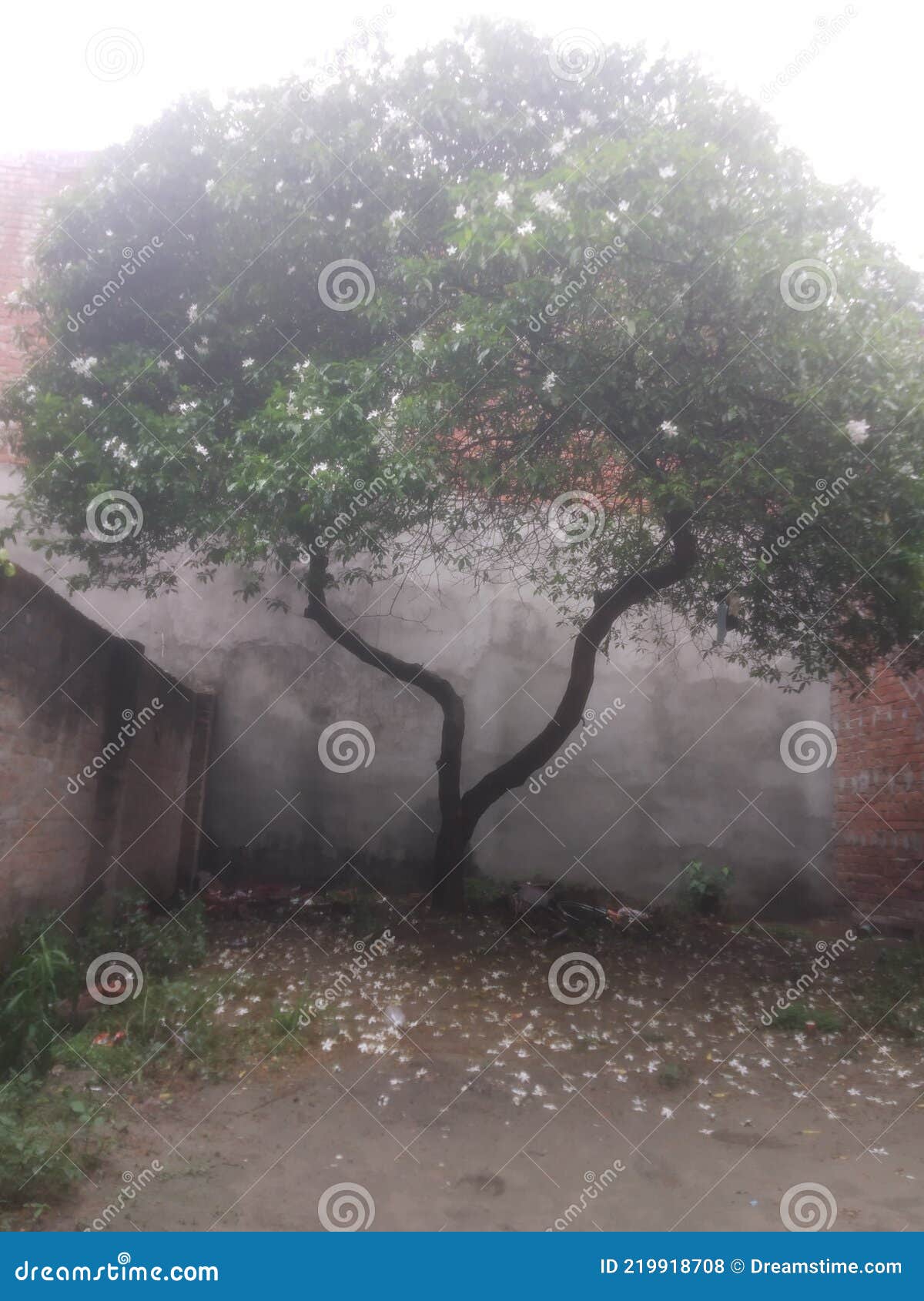 Indian white flower tree stock photo. Image of flowertree 219918708