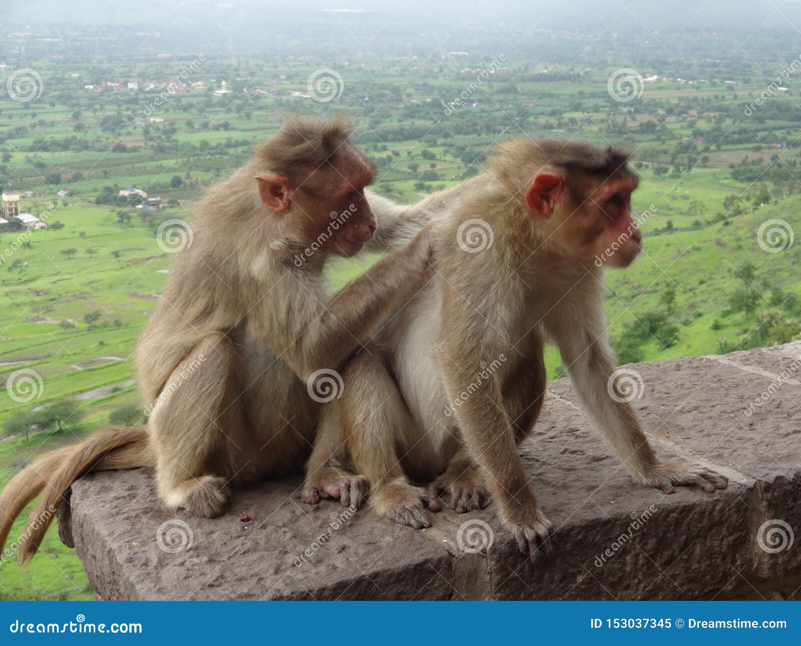 28,452 Indian Animals Stock Photos - Free & Royalty-Free Stock Photos from  Dreamstime