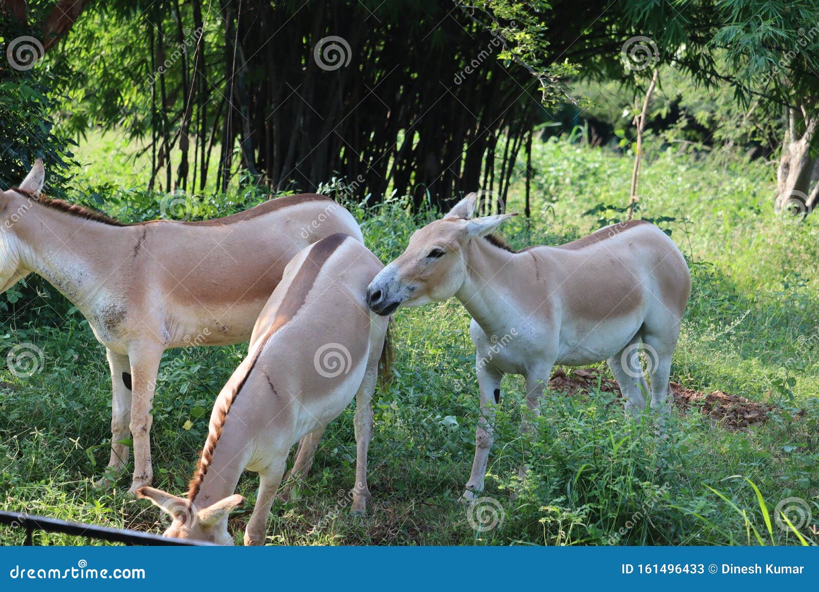 Indian Wild or Baluchi Wild Equus Hemionus Khur Also Called the Ghudkhur in  the Local Gujarati Language, is a Subspecies Stock Image - Image of funny,  cattle: 161496433
