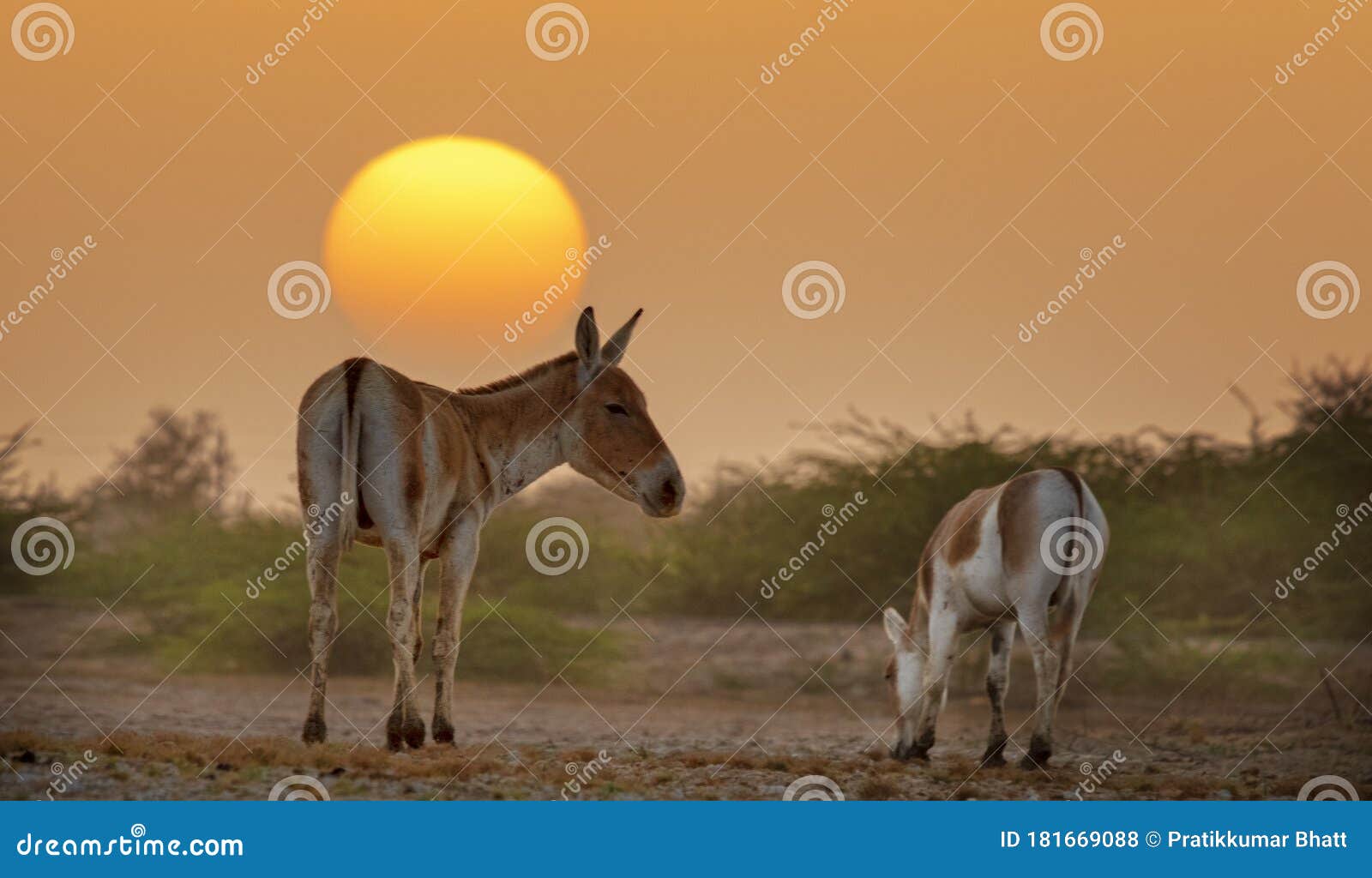 indian wild ass with calf at sunset time in little rann of kutch