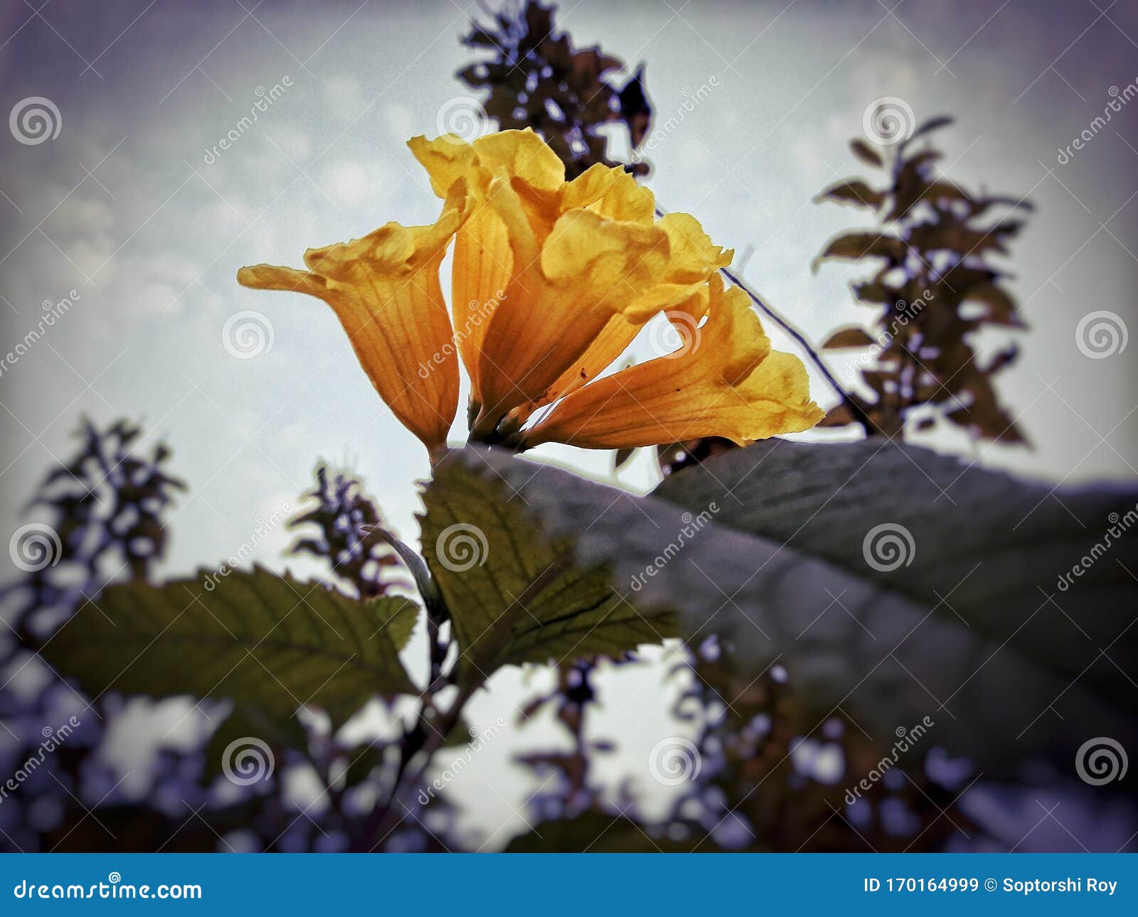 Indian Yellow Flower Focused and Edited Stock Image Image of indian