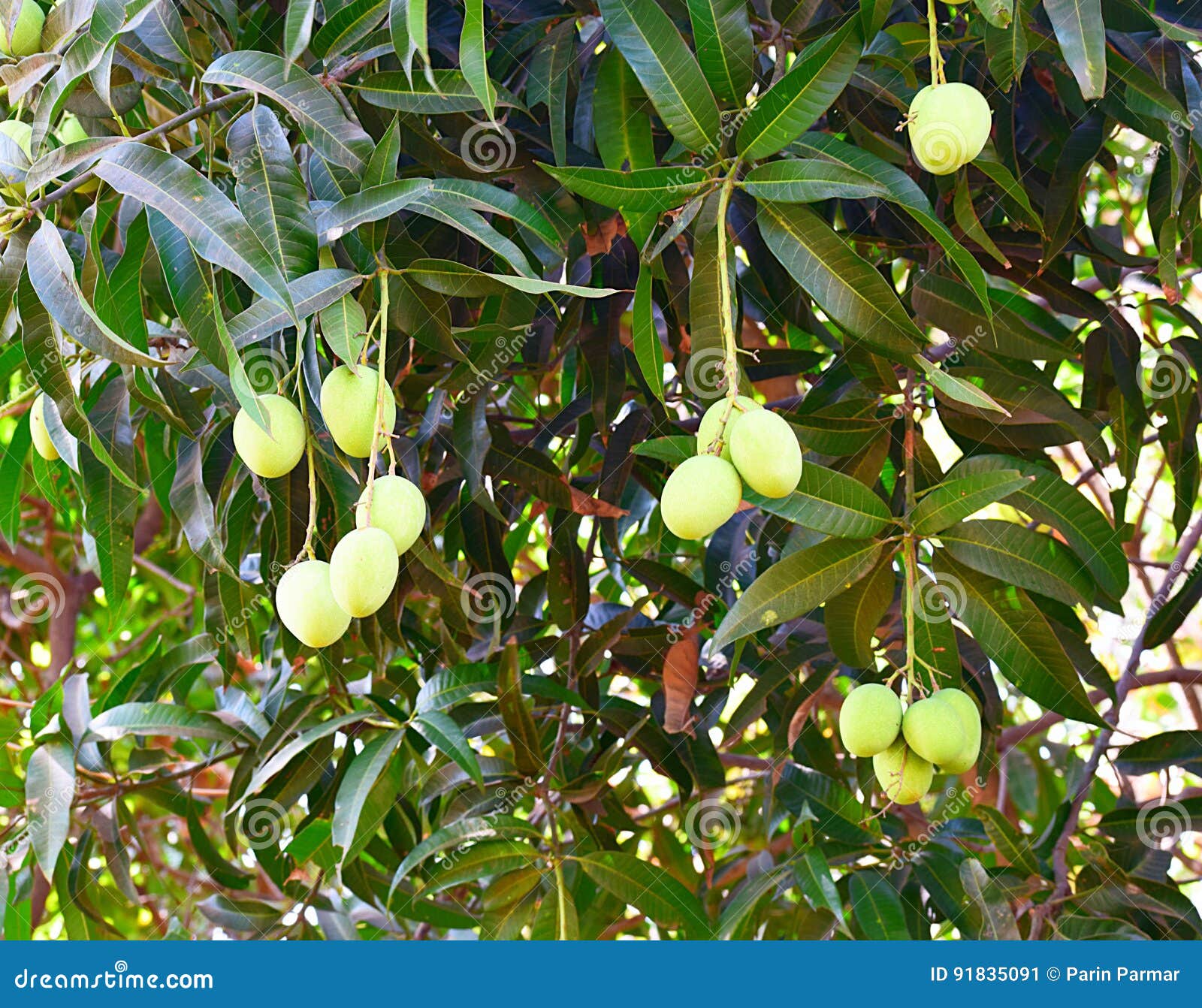 Indiano Non Maturo Alphonso Mangoes Che Appende Su Un Albero