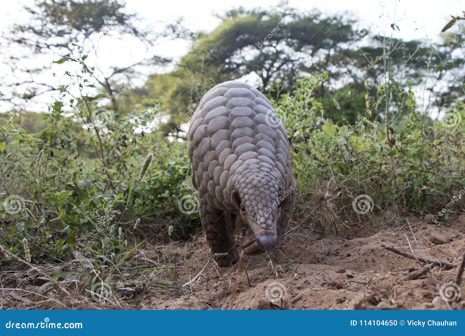 Indiański łuskowiec, anteater lub Kidikhau Manis crassicaudata w opóźnionym wieczór przechodzi kamera oklepem w lasach Gujarat, India