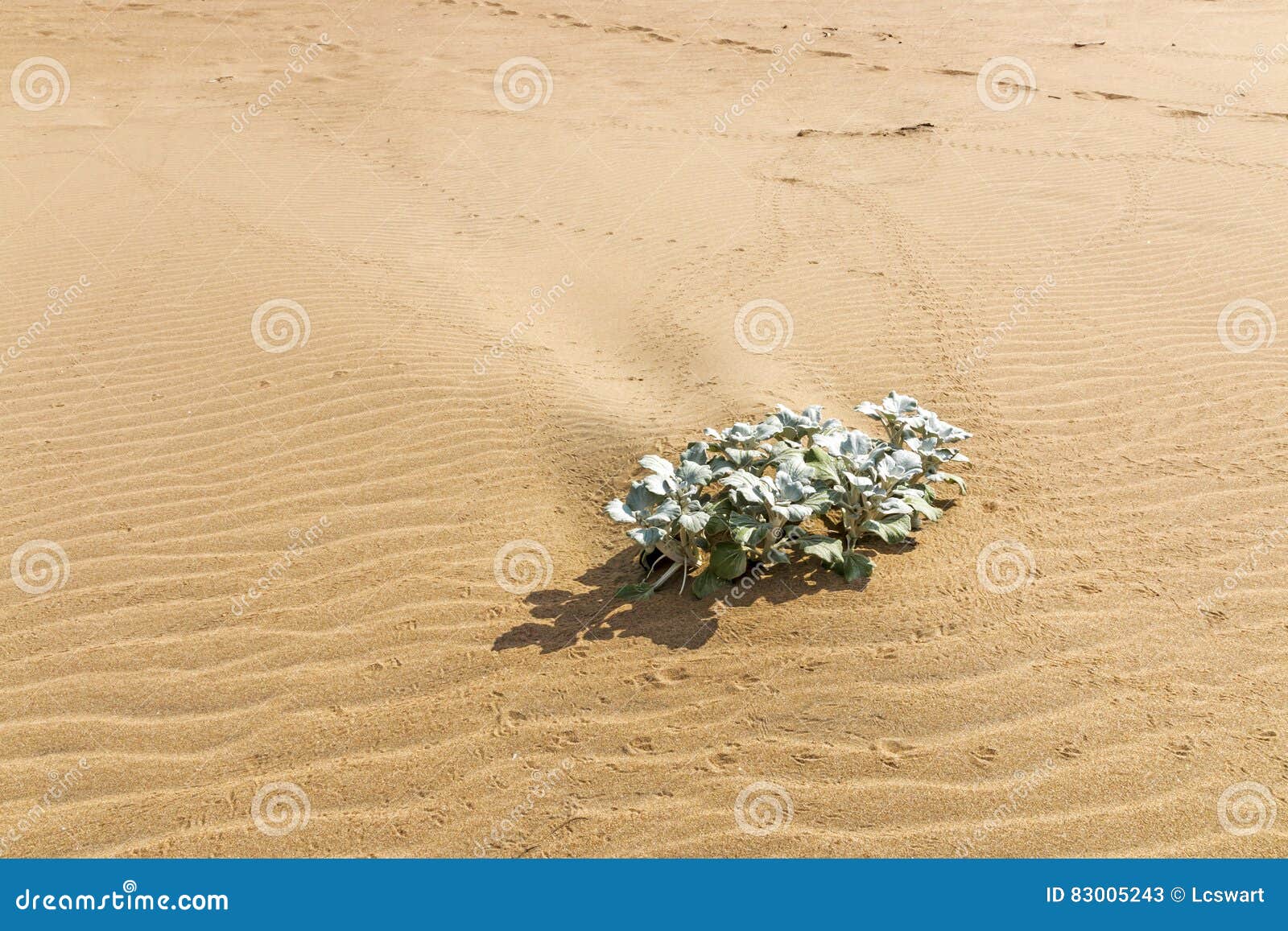 Indigenous Dune Plant Growing in the Beach Sand Stock Image Image of