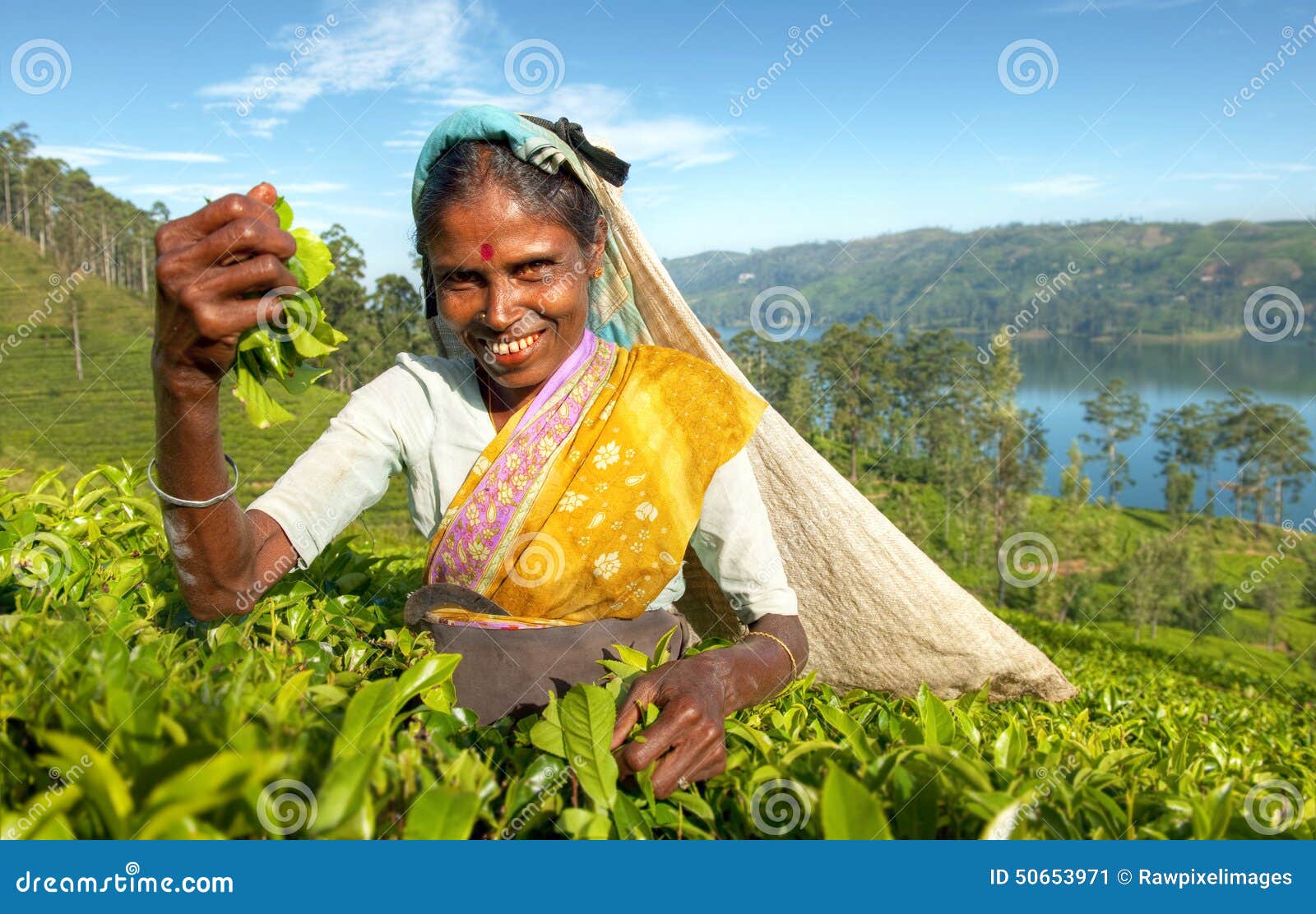 indigenous sri lankan tea picker concept